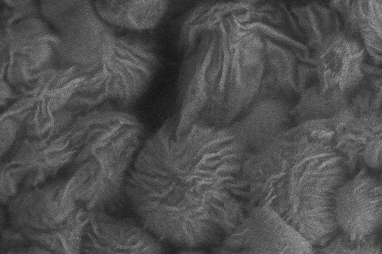 Alge electron micrograph
